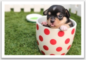 Puppy in a cup.